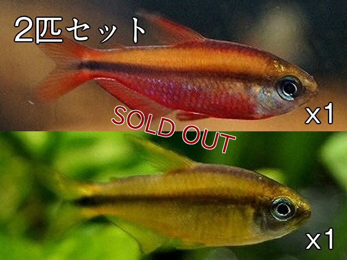 画像1: 【特売】【淡水魚】【通販】10セット限定 爆安スーパーレッドデビルテトラ＆イエローデビルテトラ マットグロッソ産 ワイルド【2匹セット サンプル画像】(珍カラ)(生体)(熱帯魚)NKCK (1)