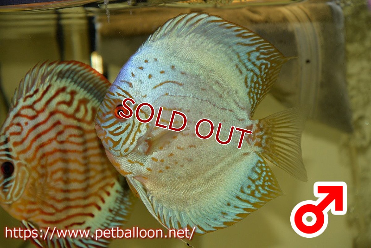 画像2: 【ディスカス】2021セルーリア♂×ワイルドテフェロイヤルグリーンセルーリア【個体ペア販売】14-15?（生体）国産ディスカス　京都産 (2)