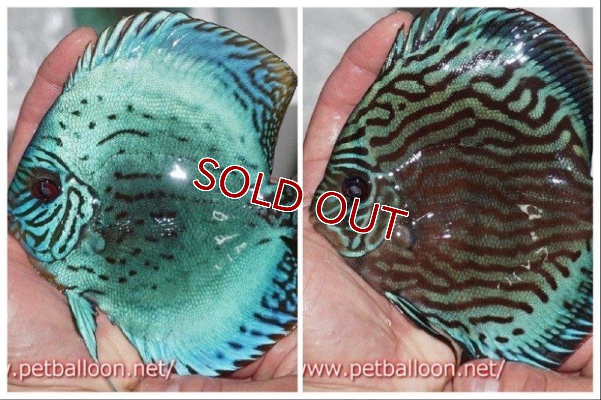 画像4: 【ディスカス】2021セルーリア♂×ワイルドテフェロイヤルグリーンセルーリア【個体ペア販売】14-15?（生体）国産ディスカス　京都産 (4)