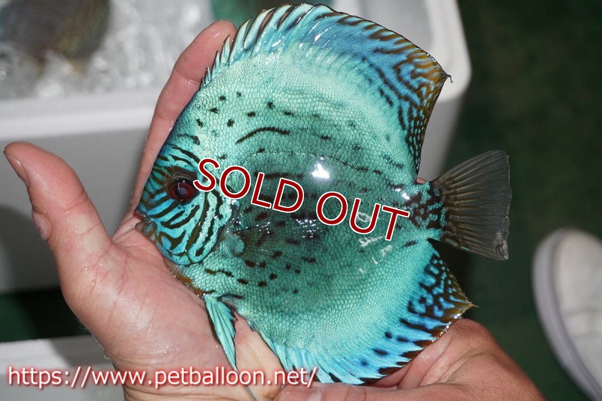 画像5: 【ディスカス】2021セルーリア♂×ワイルドテフェロイヤルグリーンセルーリア【個体ペア販売】14-15?（生体）国産ディスカス　京都産 (5)