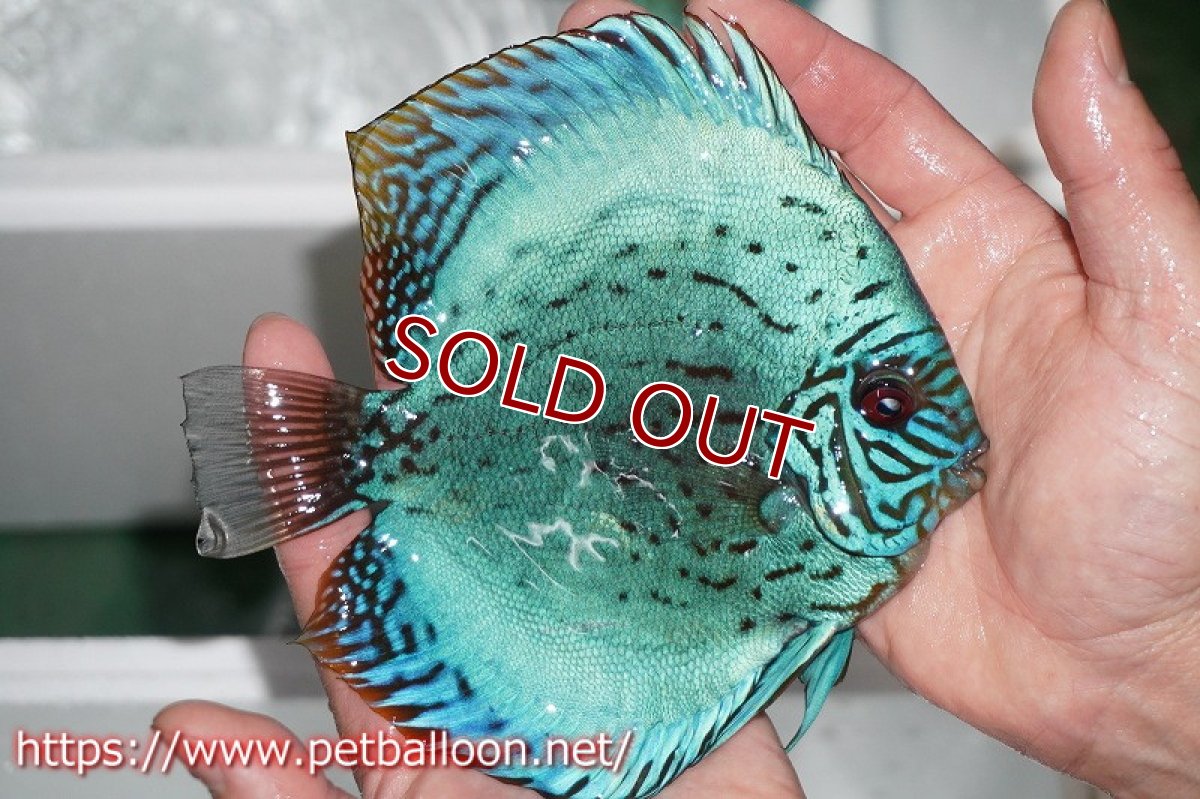 画像6: 【ディスカス】2021セルーリア♂×ワイルドテフェロイヤルグリーンセルーリア【個体ペア販売】14-15?（生体）国産ディスカス　京都産 (6)