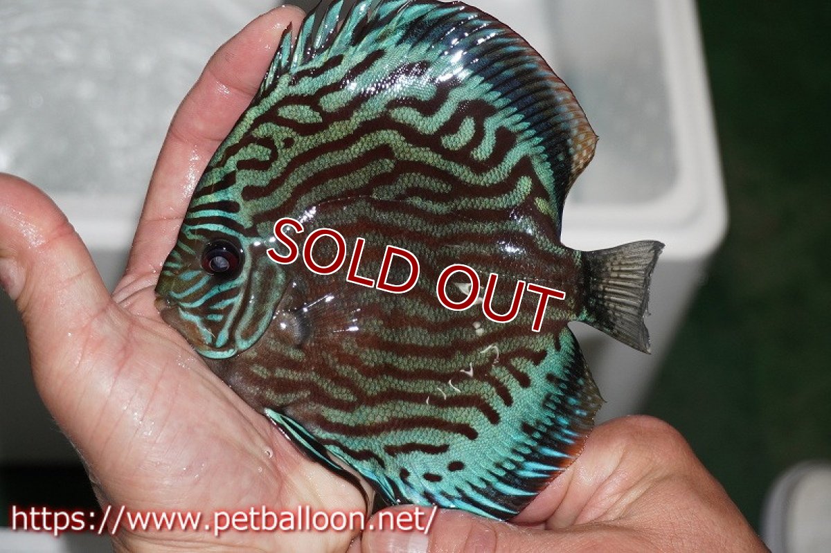 画像7: 【ディスカス】2021セルーリア♂×ワイルドテフェロイヤルグリーンセルーリア【個体ペア販売】14-15?（生体）国産ディスカス　京都産 (7)