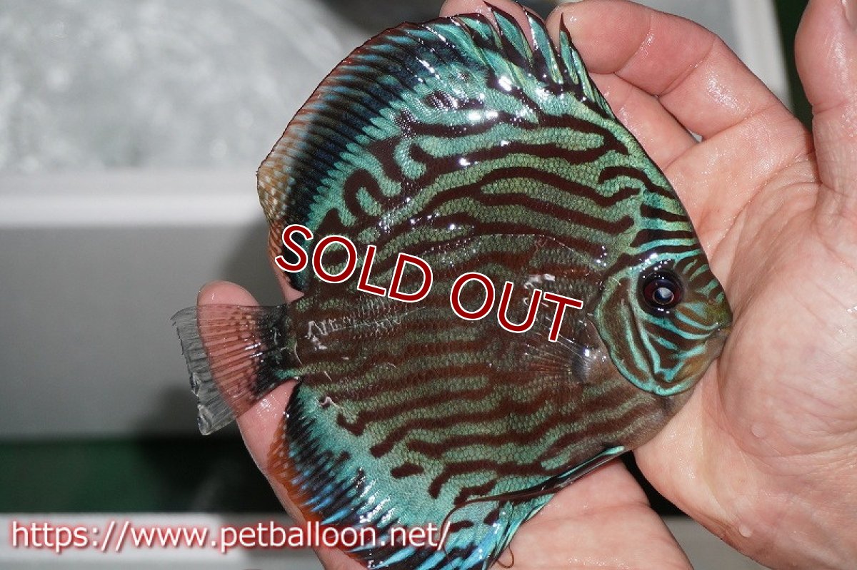 画像8: 【ディスカス】2021セルーリア♂×ワイルドテフェロイヤルグリーンセルーリア【個体ペア販売】14-15?（生体）国産ディスカス　京都産 (8)