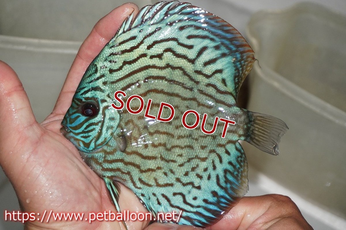 画像2: 【ディスカス】オールドタイプ第三系統（方鰓やや短）【個体販売】12-13cm（生体）国産ディスカス　京都産 (2)