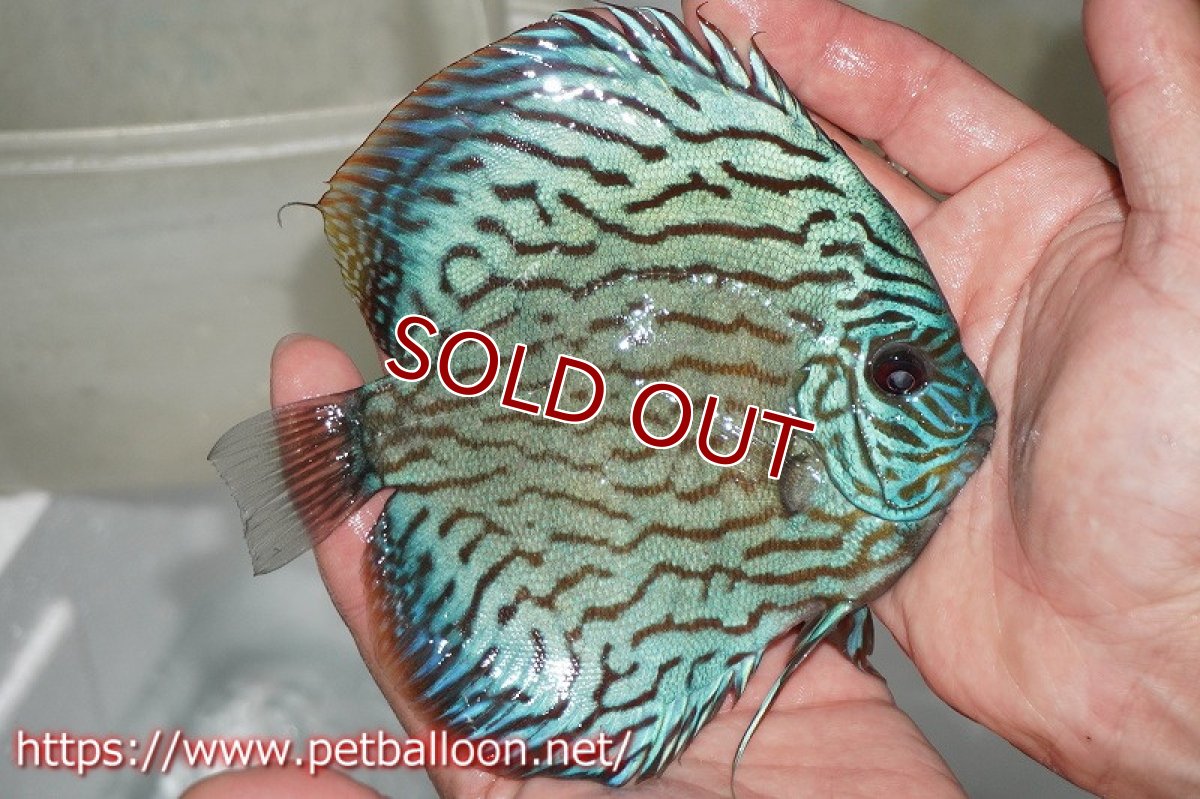 画像3: 【ディスカス】オールドタイプ第三系統（方鰓やや短）【個体販売】12-13cm（生体）国産ディスカス　京都産 (3)