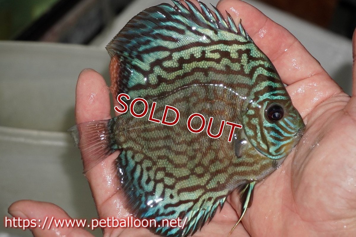 画像2: 【ディスカス】オールドタイプ第三系統（方鰓やや短）【個体販売】12-13cm（生体）国産ディスカス　京都産 (2)