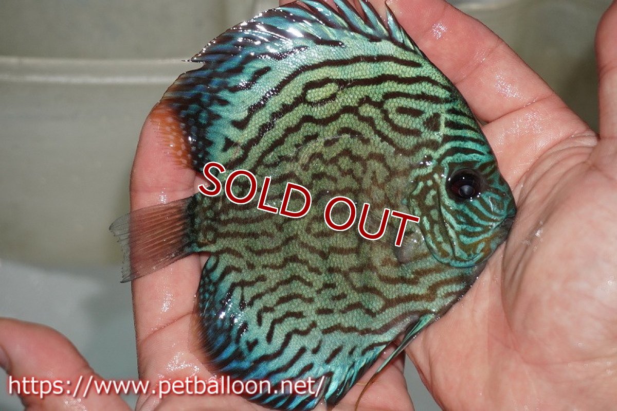 画像2: 【ディスカス】オールドタイプ第三系統（方鰓やや短）【個体販売】12-13cm（生体）国産ディスカス　京都産 (2)