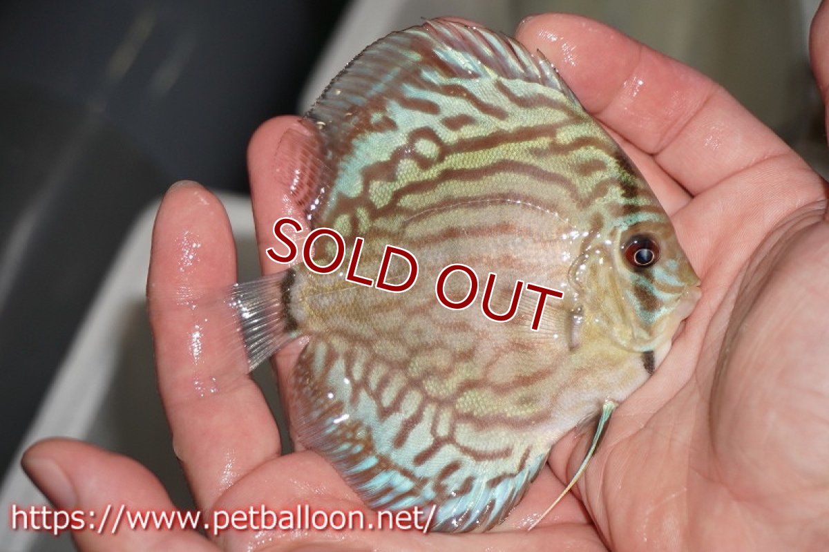 画像2: 【ディスカス】オールドタイプ第三系統クロスセルーリア【個体販売】10-11cm（生体）国産ディスカス　京都産 (2)