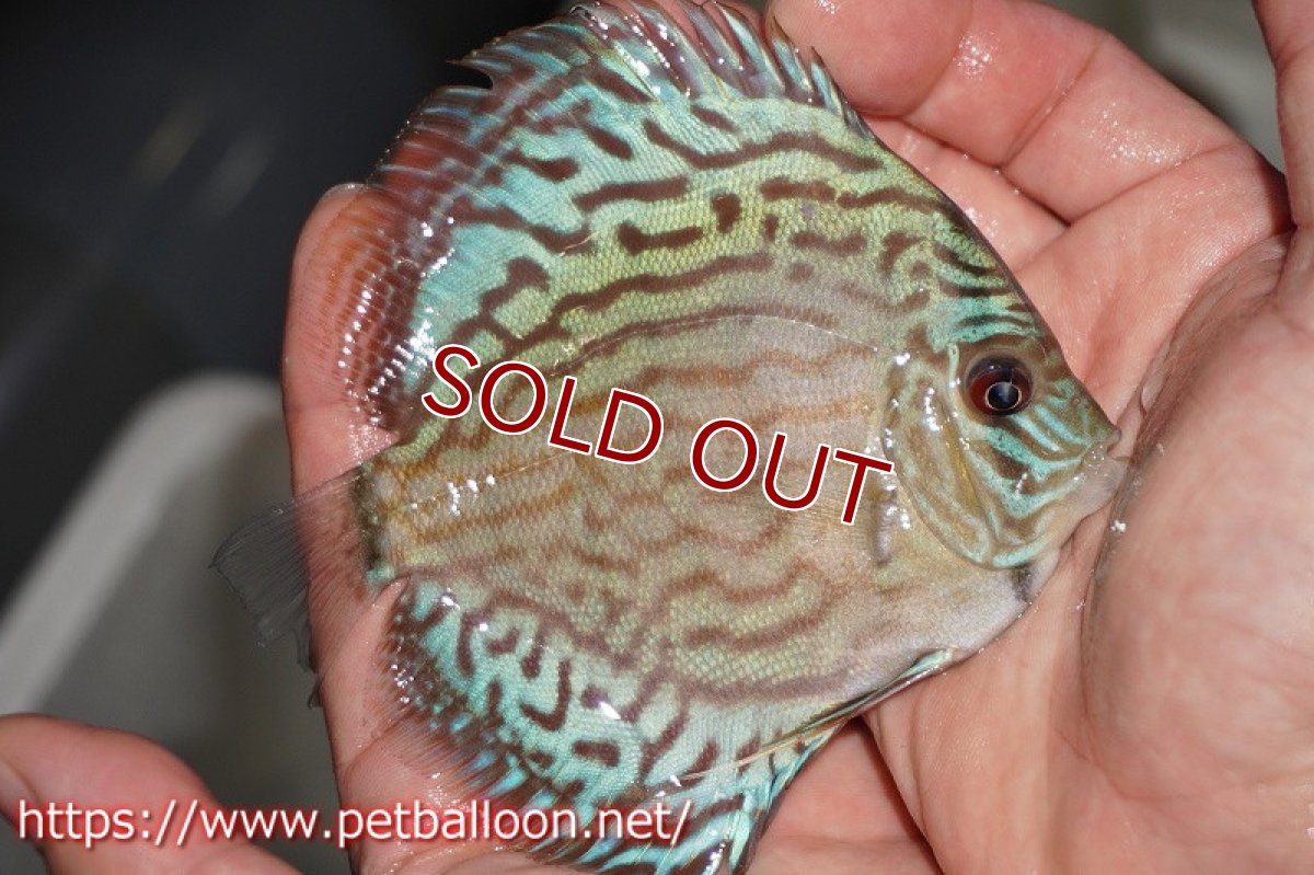 画像2: 【ディスカス】オールドタイプ第三系統クロスセルーリア【個体販売】10-11cm（生体）国産ディスカス　京都産 (2)