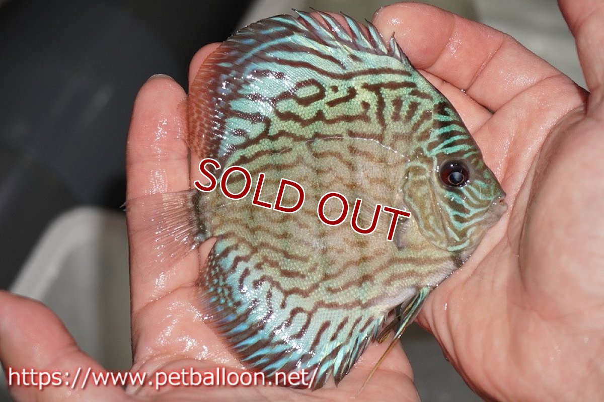 画像2: 【ディスカス】オールドタイプ第三系統クロスセルーリア【個体販売】10-11cm（生体）国産ディスカス　京都産 (2)