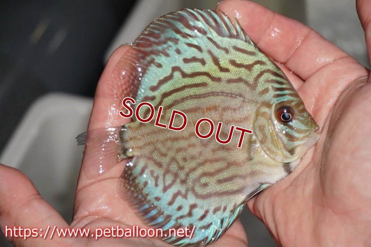 画像2: 【ディスカス】オールドタイプ第三系統クロスセルーリア【個体販売】10-11cm（生体）国産ディスカス　京都産 (2)