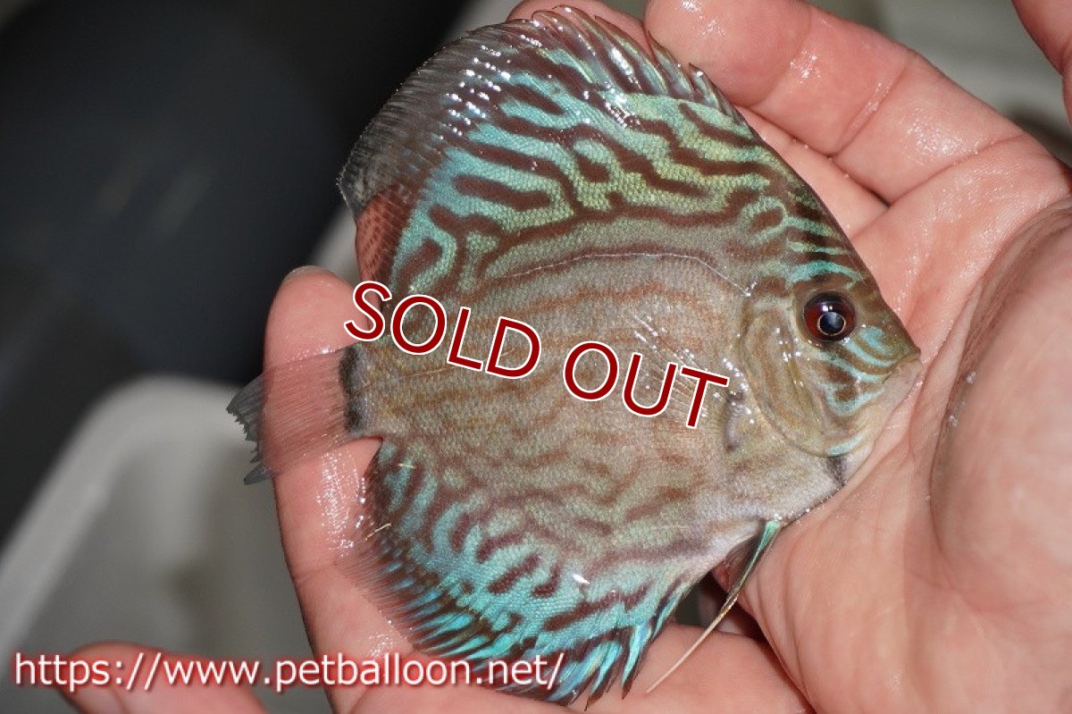 画像2: 【ディスカス】オールドタイプ第三系統クロスセルーリア【個体販売】10-11?（生体）国産ディスカス　京都産 (2)