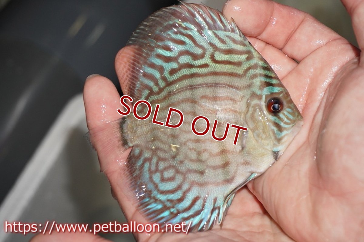 画像2: 【ディスカス】オールドタイプ第三系統クロスセルーリア【個体販売】10-11?（生体）国産ディスカス　京都産 (2)