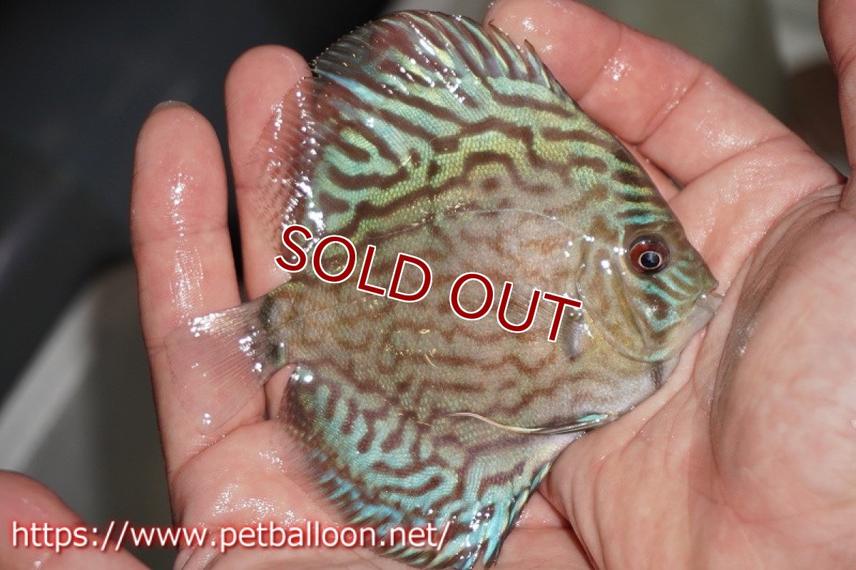 画像2: 【ディスカス】オールドタイプ第三系統クロスセルーリア【個体販売】10-11?（生体）国産ディスカス　京都産 (2)