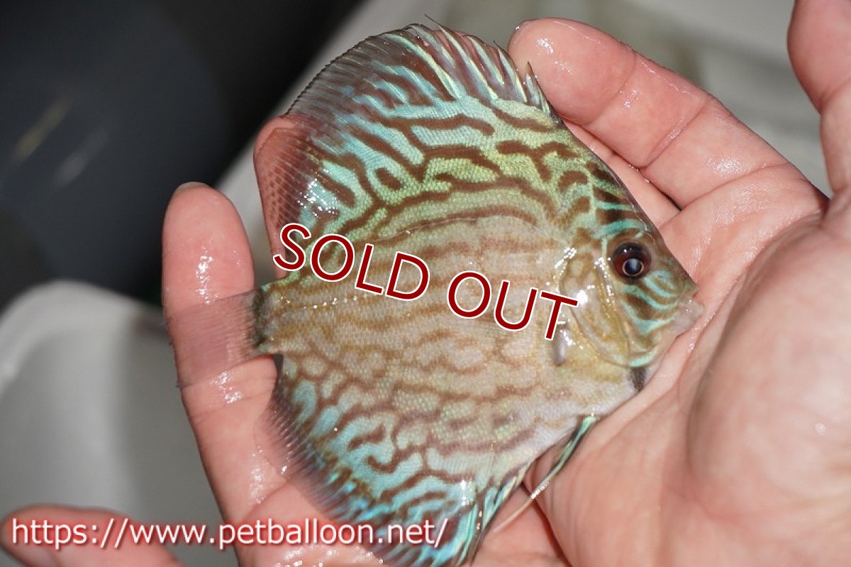 画像2: 【ディスカス】オールドタイプ第三系統クロスセルーリア【個体販売】10-11?（生体）国産ディスカス　京都産 (2)