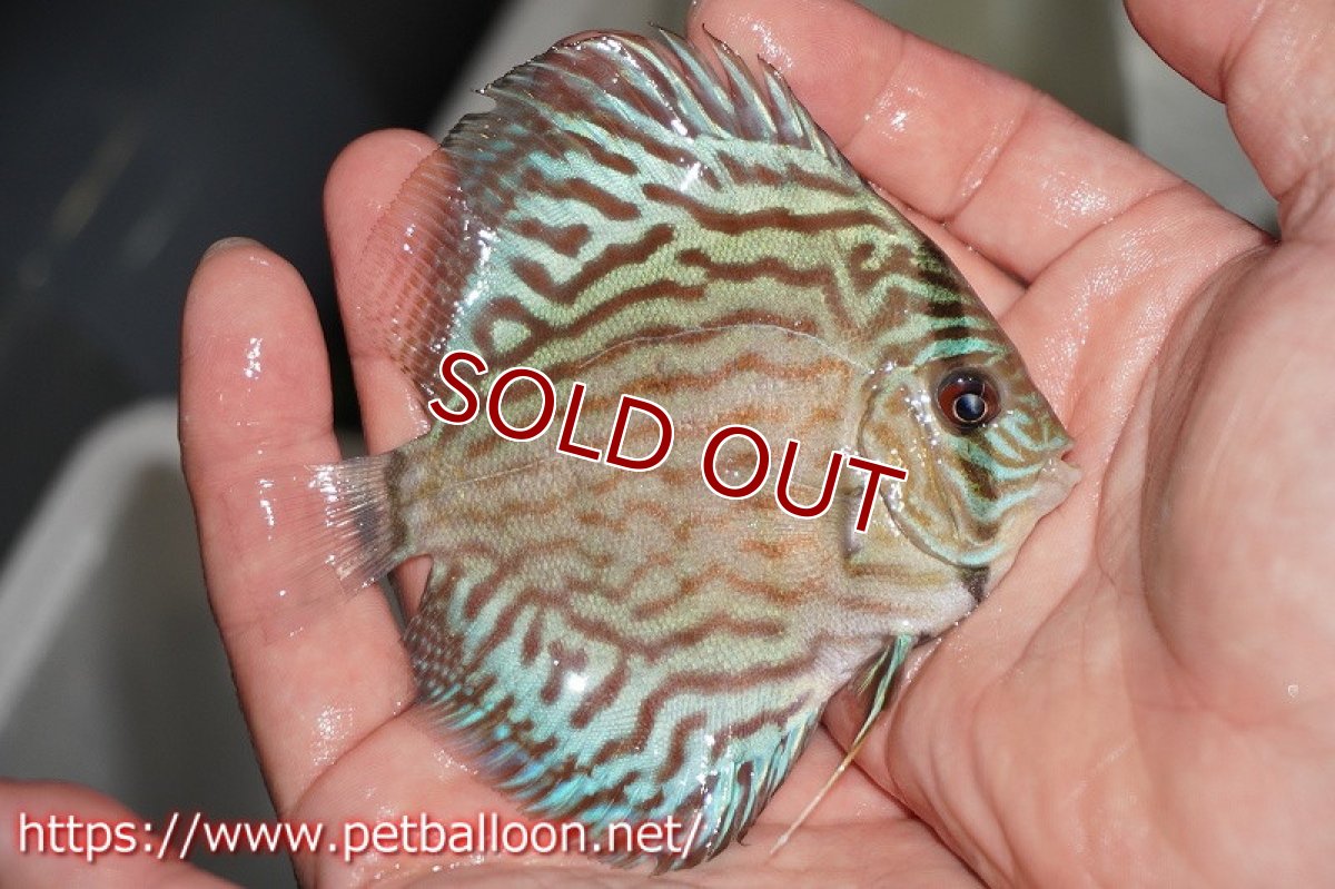 画像2: 【ディスカス】オールドタイプ第三系統クロスセルーリア【個体販売】10-11?（生体）国産ディスカス　京都産 (2)