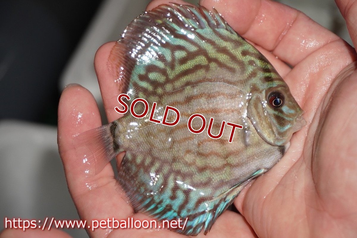 画像2: 【ディスカス】オールドタイプ第三系統クロスセルーリア【個体販売】10-11?（生体）国産ディスカス　京都産 (2)