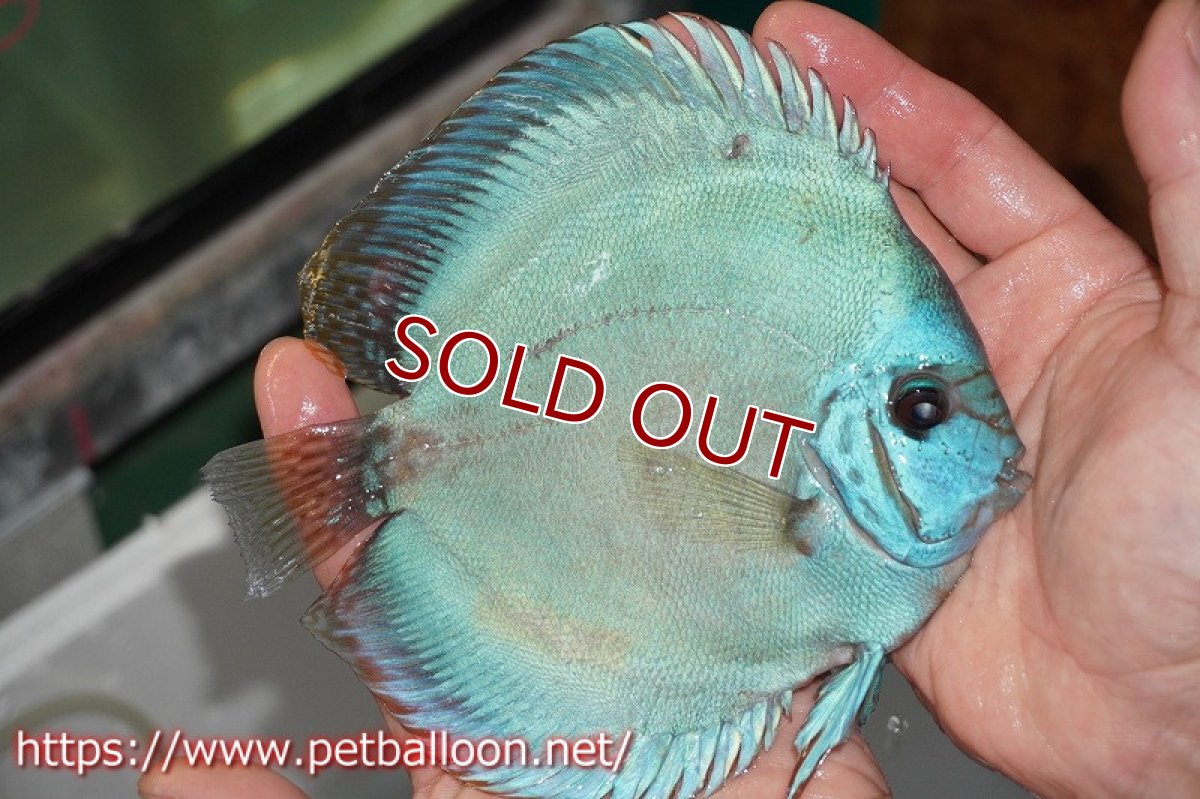 画像2: 【ディスカス】国産ブリード　ブルーベリー【個体販売】14-15cm（生体） (2)