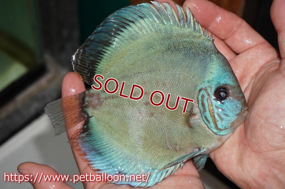 画像2: 【ディスカス】国産ブリード　ブルーベリー【個体販売】14-15cm（生体） (2)