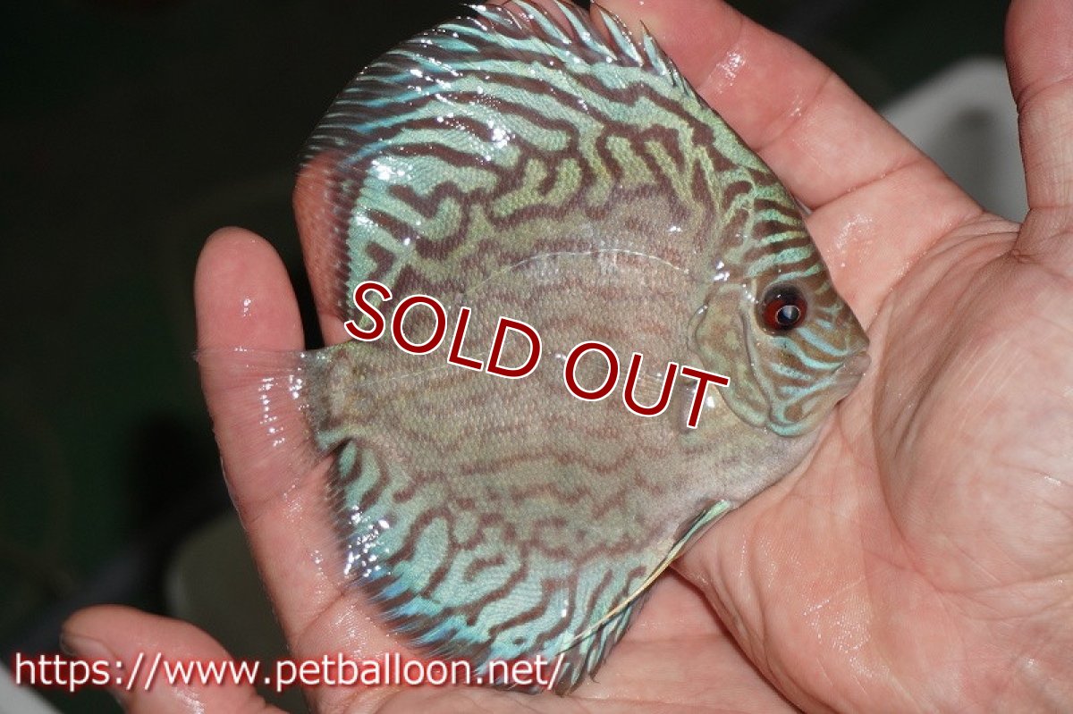 画像2: 【ディスカス】オールドタイプ第三系統【個体販売】10-11cm（生体） (2)