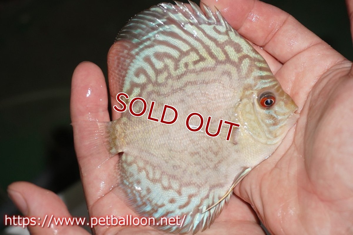 画像2: 【ディスカス】オールドタイプ第三系統【個体販売】10-11?（生体） (2)