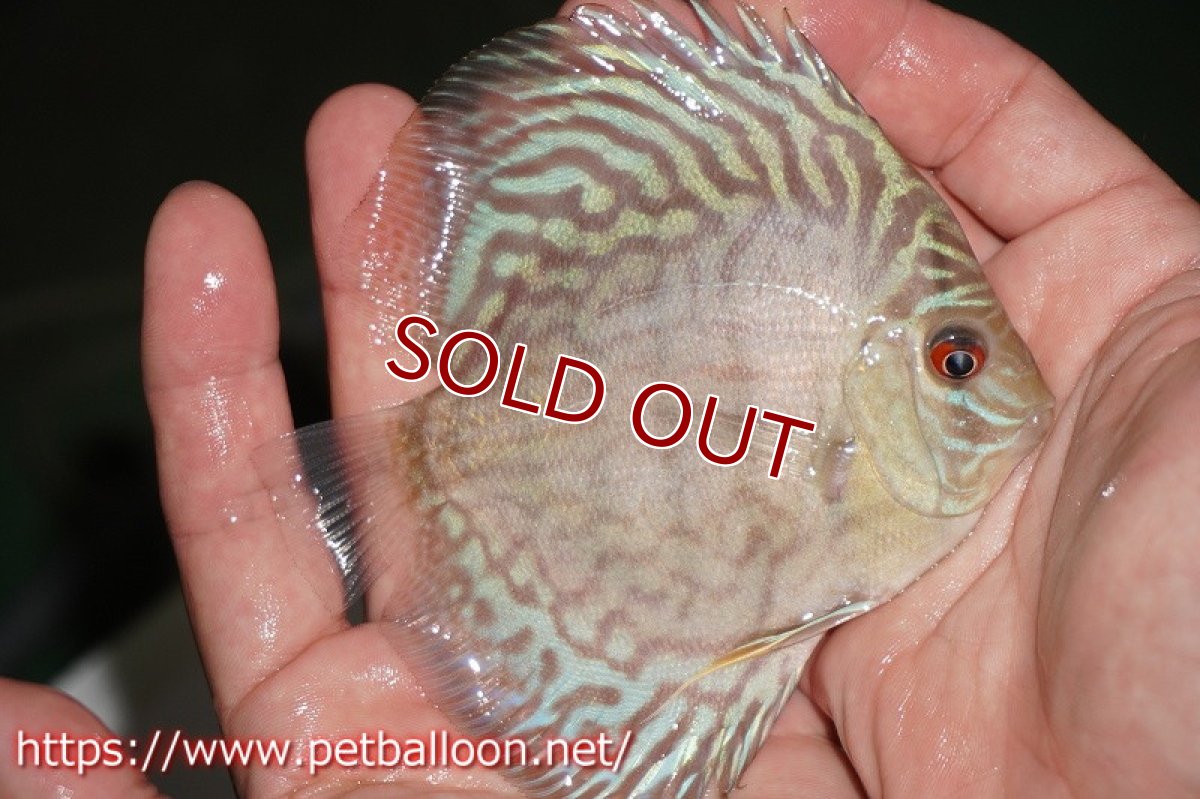 画像2: 【ディスカス】オールドタイプ第三系統【個体販売】10-11cm（生体） (2)