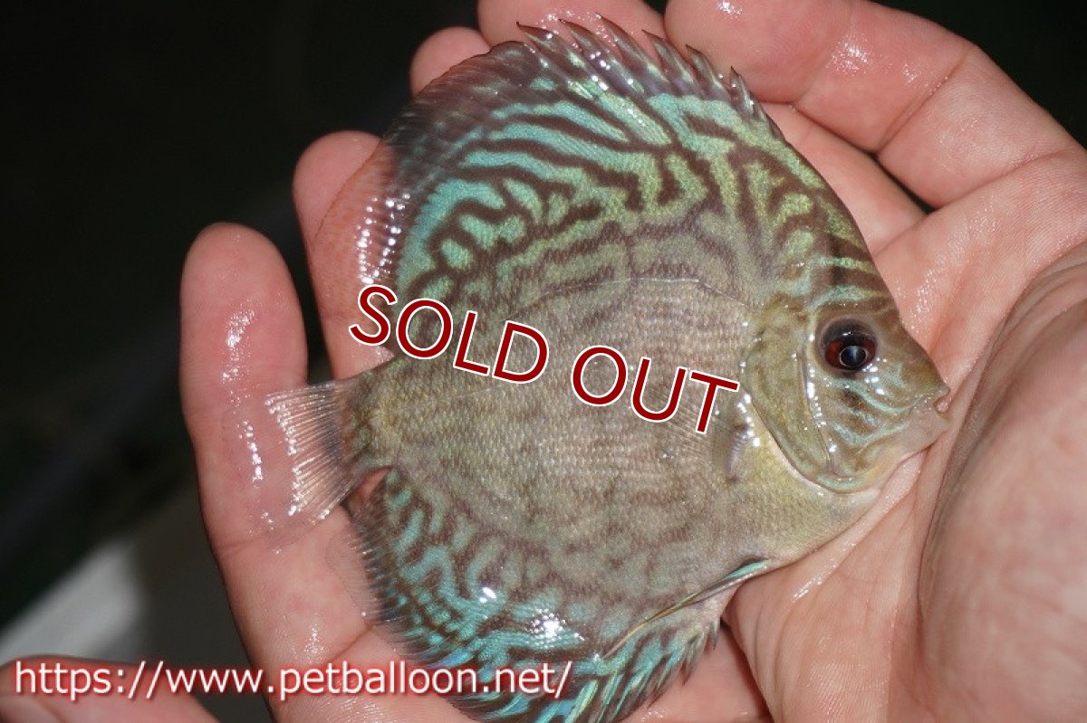 画像2: 【ディスカス】オールドタイプ第三系統【個体販売】10-11?（生体） (2)