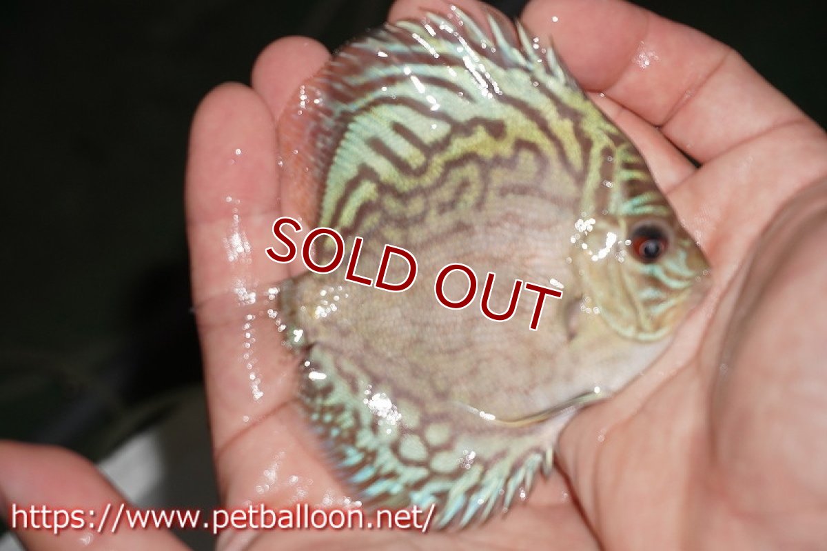 画像2: 【ディスカス】オールドタイプ第三系統【個体販売】9-10?（生体） (2)