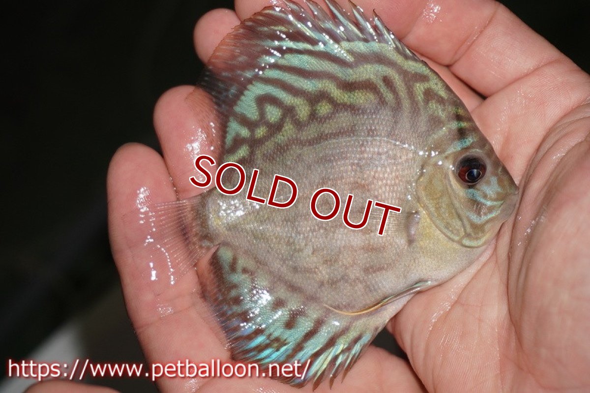 画像2: 【ディスカス】オールドタイプ第三系統【個体販売】9-10?（生体） (2)