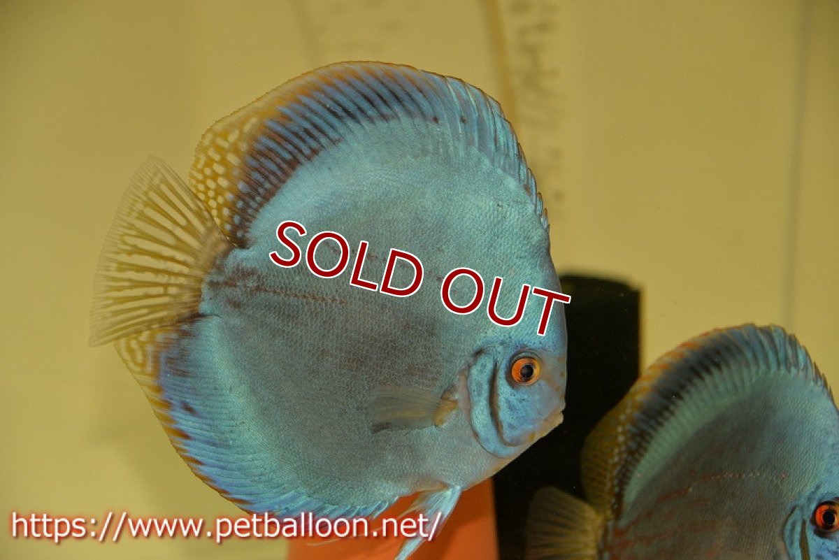 画像2: 【ディスカス】【産卵経験あり】国産ブリード　ブルーベリー【個体ペア販売】14-15cm（生体） (2)