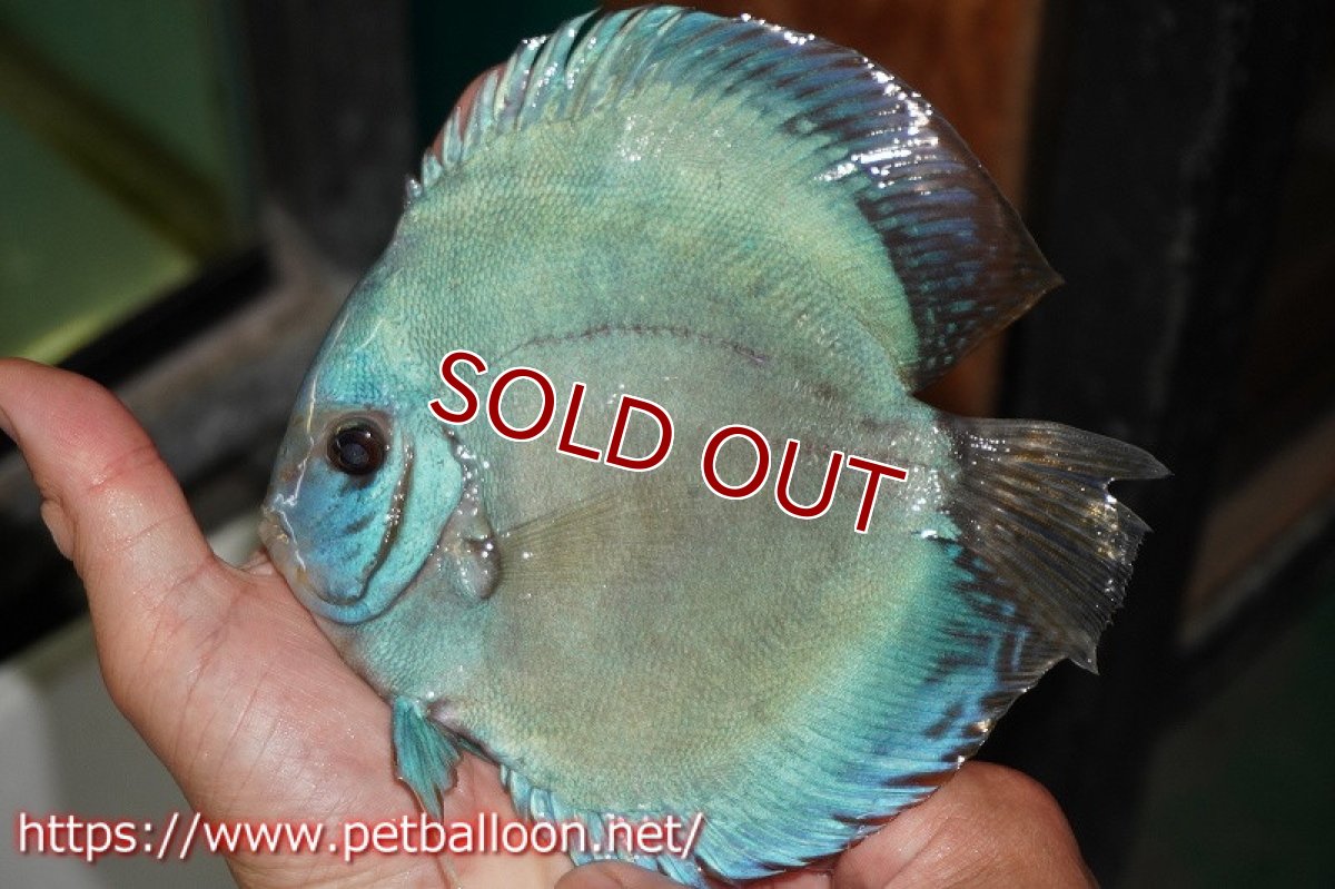 画像3: 【ディスカス】【産卵経験あり】国産ブリード　ブルーベリー【個体ペア販売】14-15cm（生体） (3)