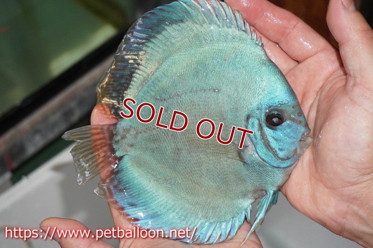 画像4: 【ディスカス】【産卵経験あり】国産ブリード　ブルーベリー【個体ペア販売】14-15cm（生体） (4)