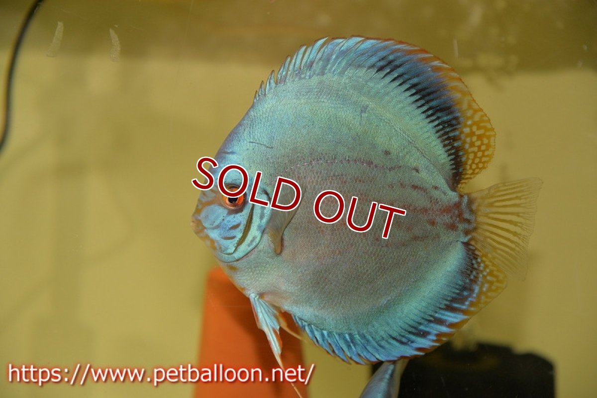 画像5: 【ディスカス】【産卵経験あり】国産ブリード　ブルーベリー【個体ペア販売】14-15cm（生体） (5)