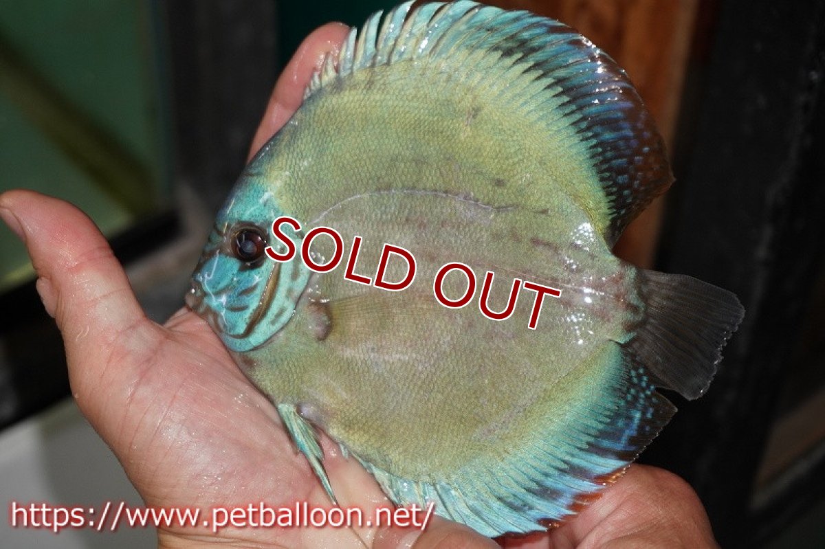 画像6: 【ディスカス】【産卵経験あり】国産ブリード　ブルーベリー【個体ペア販売】14-15cm（生体） (6)