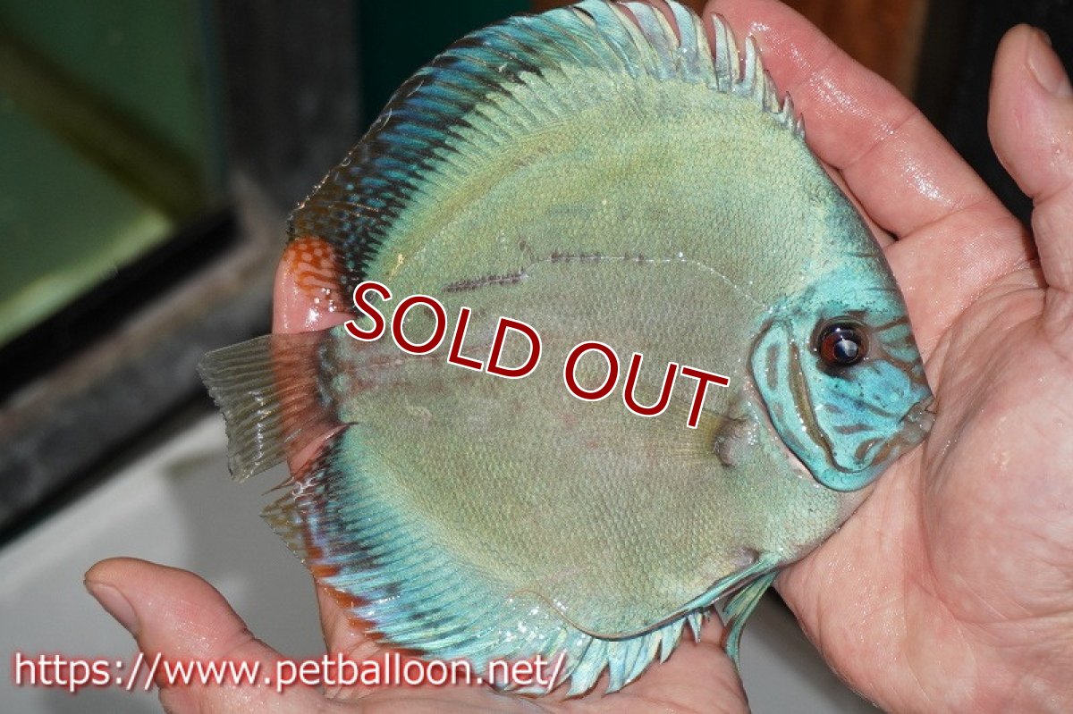 画像7: 【ディスカス】【産卵経験あり】国産ブリード　ブルーベリー【個体ペア販売】14-15cm（生体） (7)