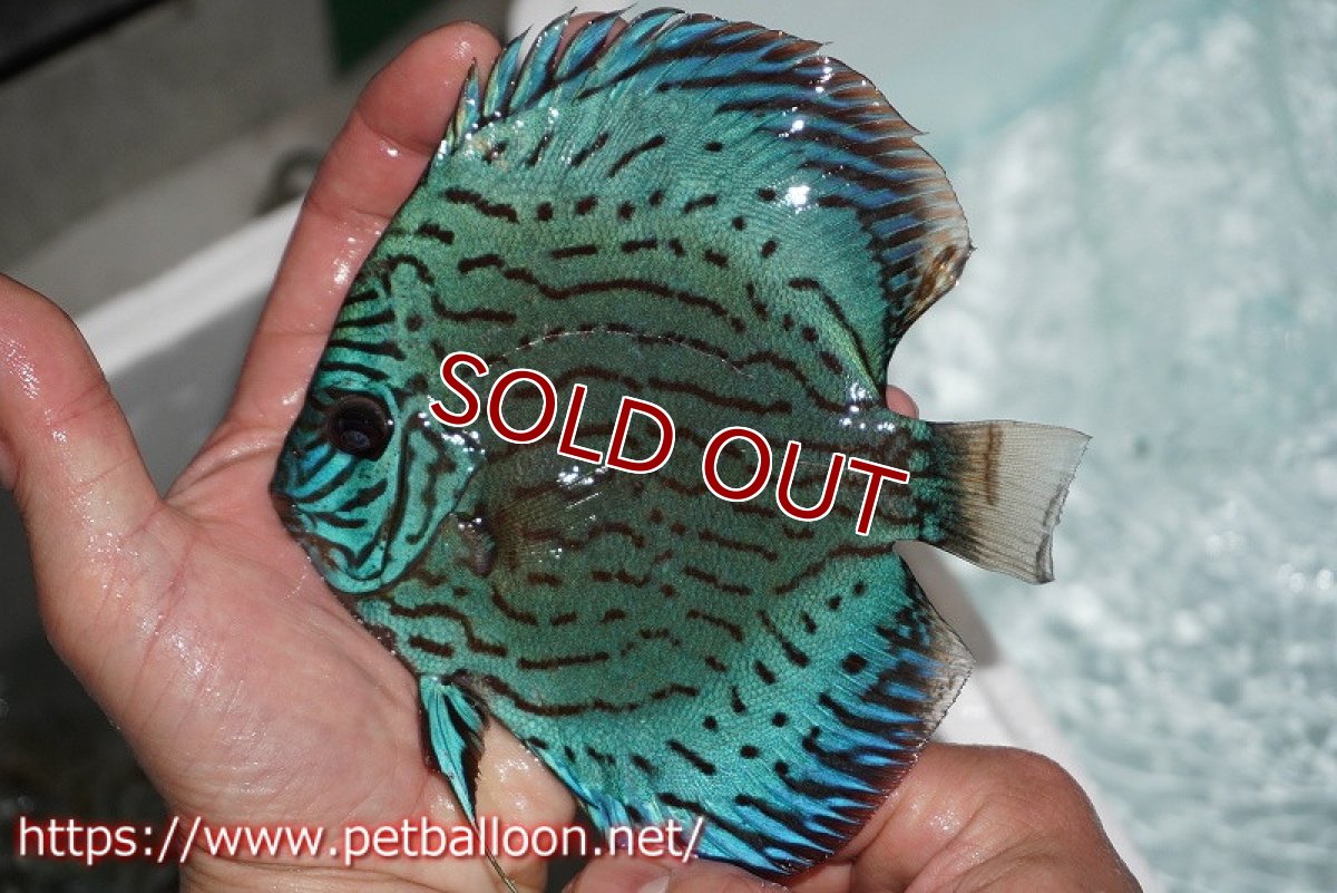 画像2: 【ディスカス】プレミアムセルーリア【個体販売】14-15cm（生体）国産ディスカス　京都産 (2)