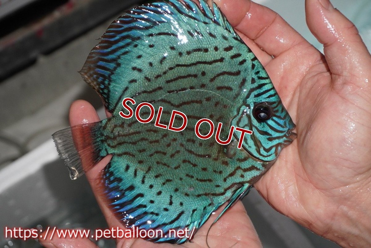 画像3: 【ディスカス】プレミアムセルーリア【個体販売】14-15cm（生体）国産ディスカス　京都産 (3)