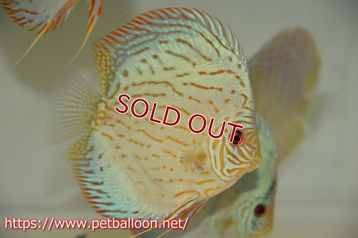 画像2: 【ディスカス】プレミアムセルーリア【個体販売】14-15cm（生体）国産ディスカス　京都産 (2)