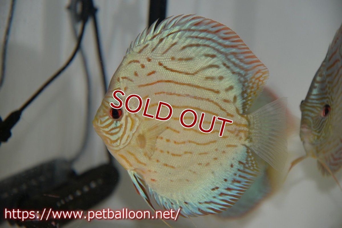 画像3: 【ディスカス】プレミアムセルーリア【個体販売】14-15cm（生体）国産ディスカス　京都産 (3)