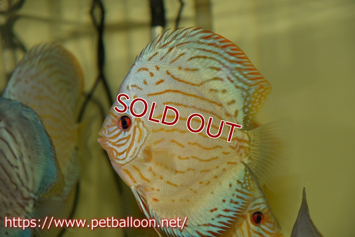 画像4: 【ディスカス】プレミアムセルーリア【個体販売】14-15cm（生体）国産ディスカス　京都産 (4)