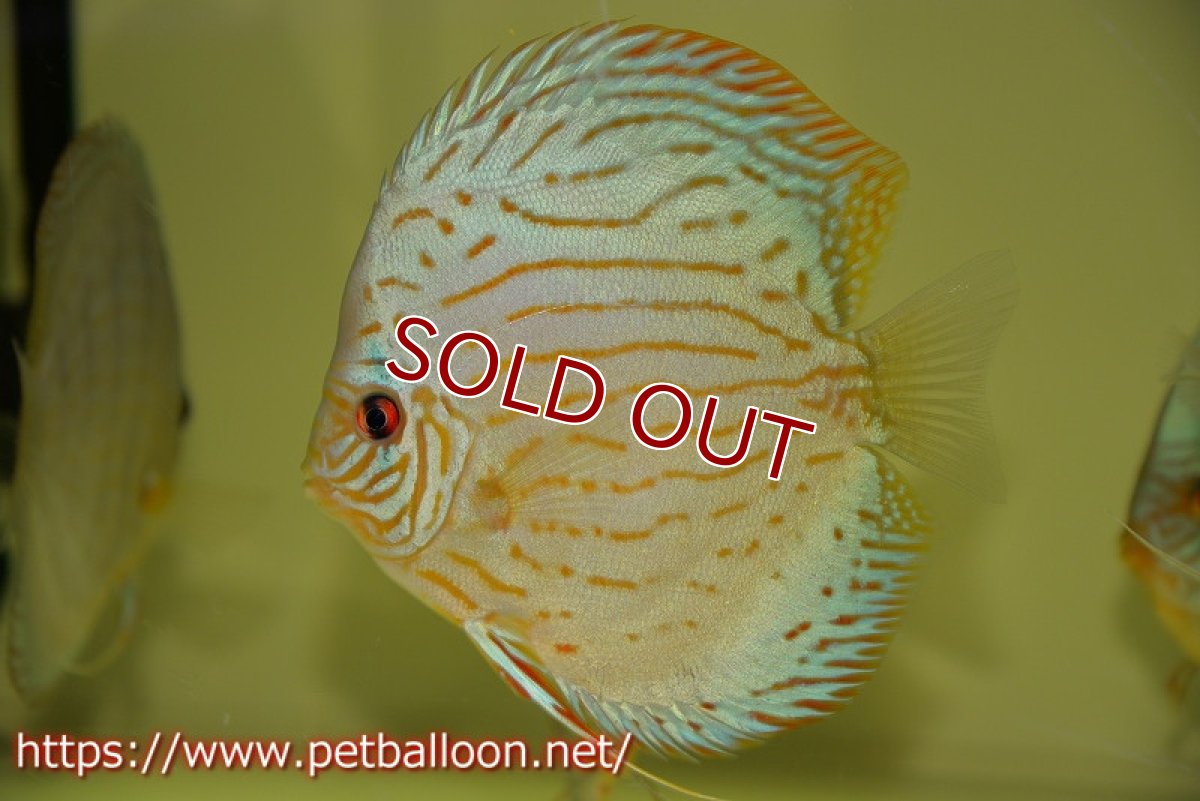 画像5: 【ディスカス】プレミアムセルーリア【個体販売】14-15cm（生体）国産ディスカス　京都産 (5)