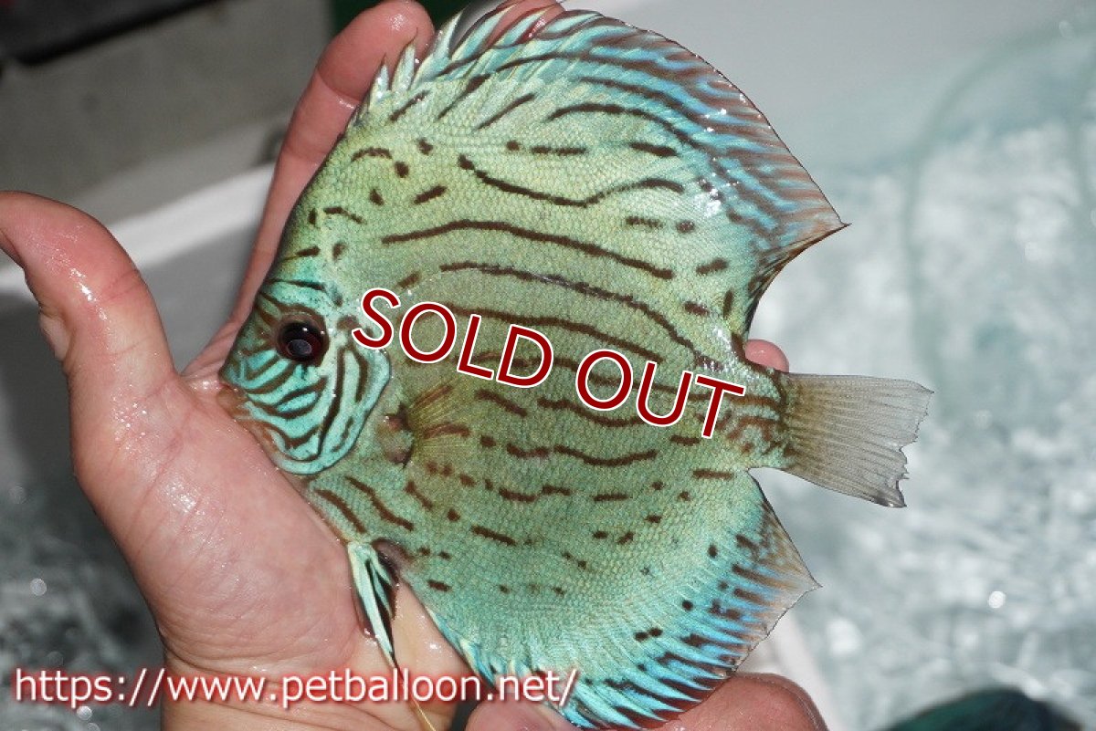 画像6: 【ディスカス】プレミアムセルーリア【個体販売】14-15cm（生体）国産ディスカス　京都産 (6)