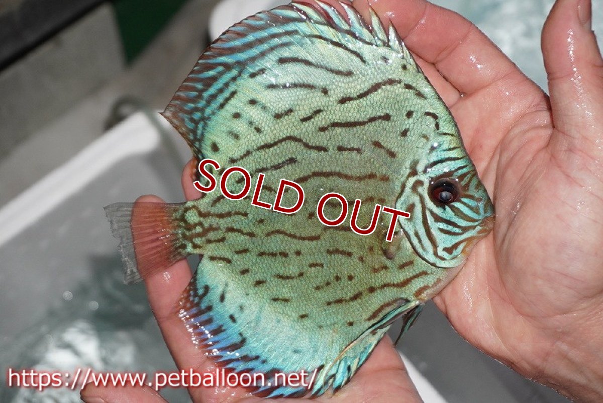 画像7: 【ディスカス】プレミアムセルーリア【個体販売】14-15cm（生体）国産ディスカス　京都産 (7)