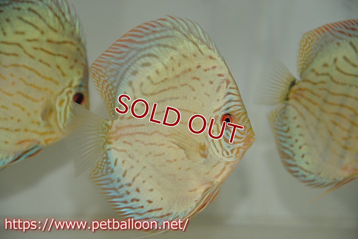 画像2: 【ディスカス】プレミアムセルーリア【個体販売】14-15cm（生体）国産ディスカス　京都産 (2)