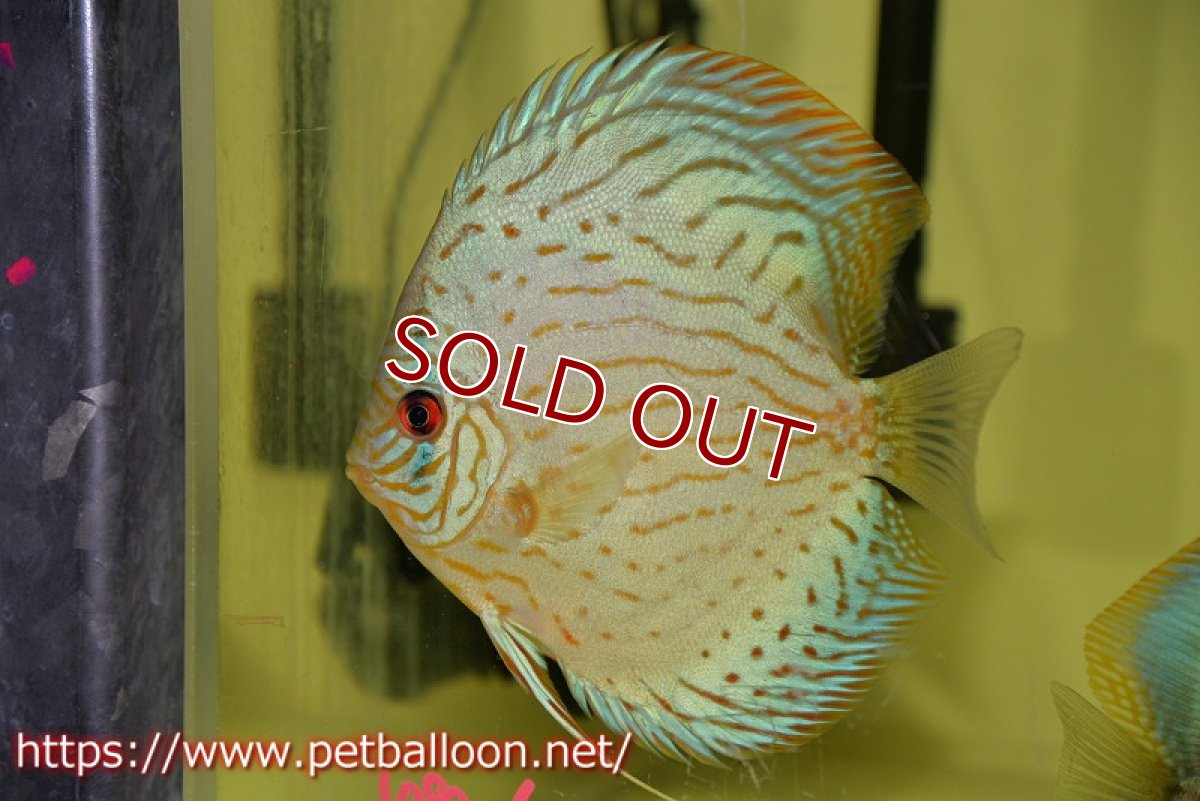 画像3: 【ディスカス】プレミアムセルーリア【個体販売】14-15cm（生体）国産ディスカス　京都産 (3)