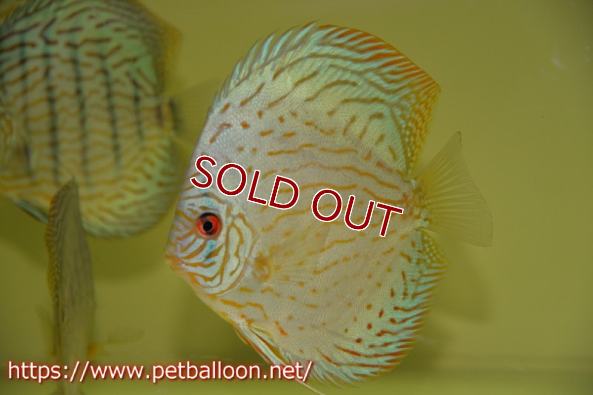 画像4: 【ディスカス】プレミアムセルーリア【個体販売】14-15cm（生体）国産ディスカス　京都産 (4)