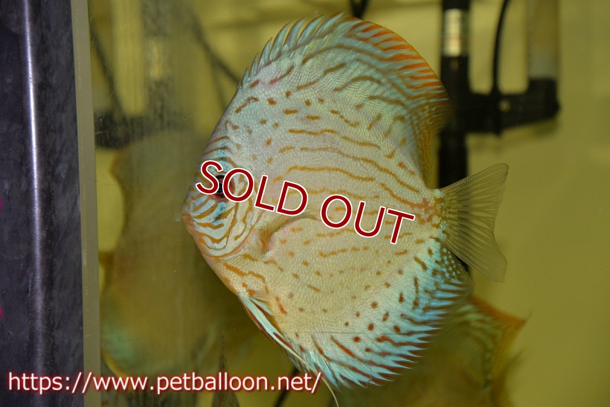 画像5: 【ディスカス】プレミアムセルーリア【個体販売】14-15cm（生体）国産ディスカス　京都産 (5)