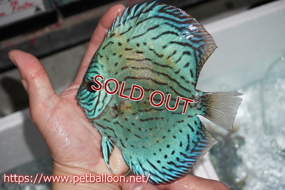 画像6: 【ディスカス】プレミアムセルーリア【個体販売】14-15cm（生体）国産ディスカス　京都産 (6)