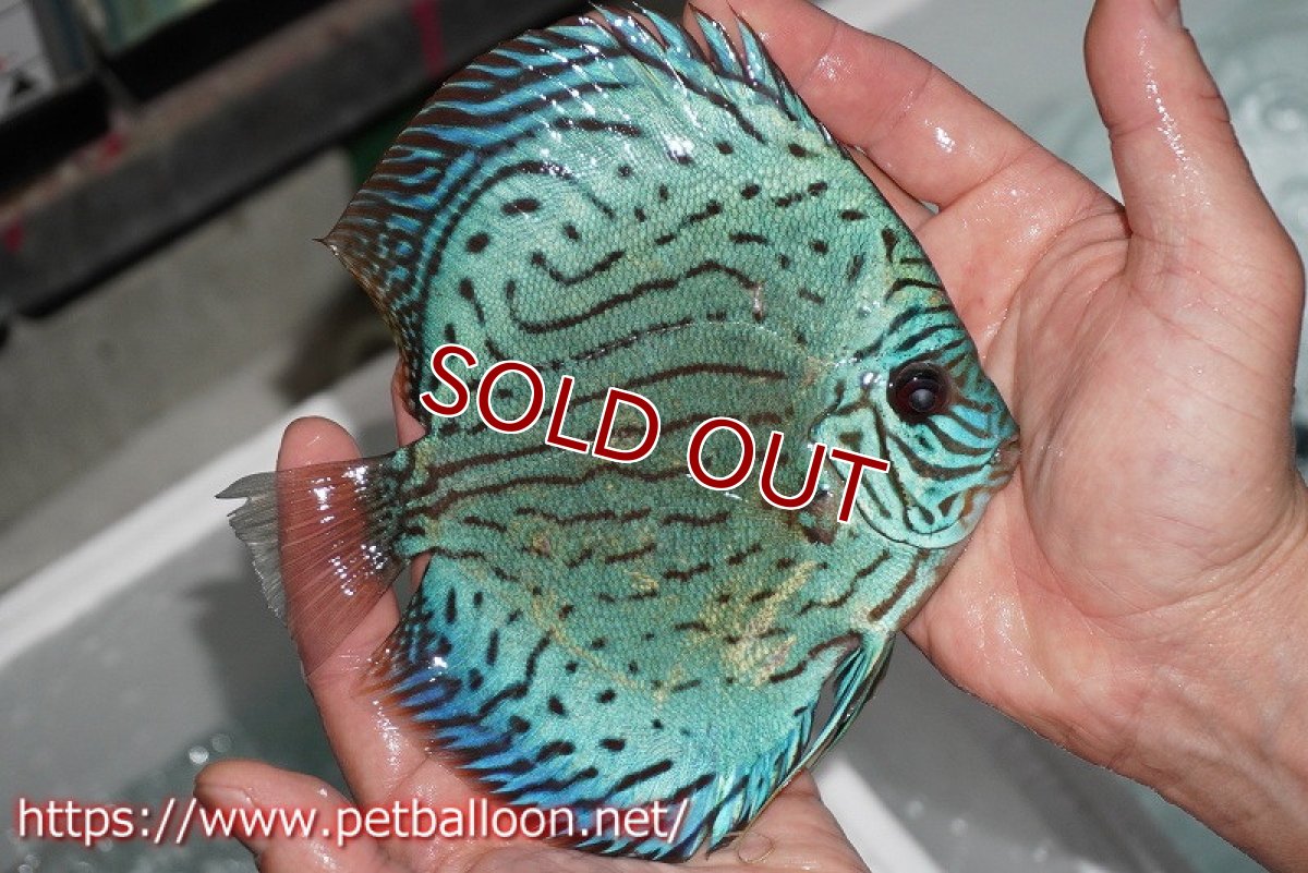 画像7: 【ディスカス】プレミアムセルーリア【個体販売】14-15cm（生体）国産ディスカス　京都産 (7)