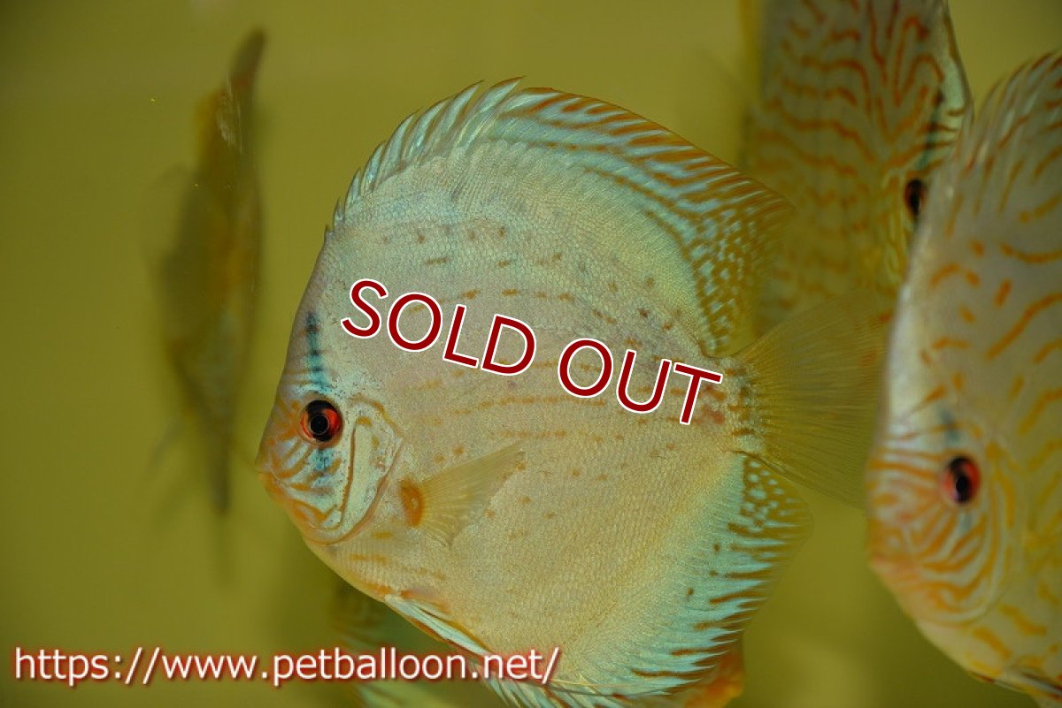 画像2: 【ディスカス】プレミアムセルーリア【個体販売】14-15cm（生体）国産ディスカス　京都産 (2)